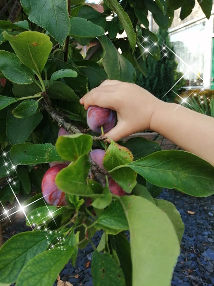 fruit